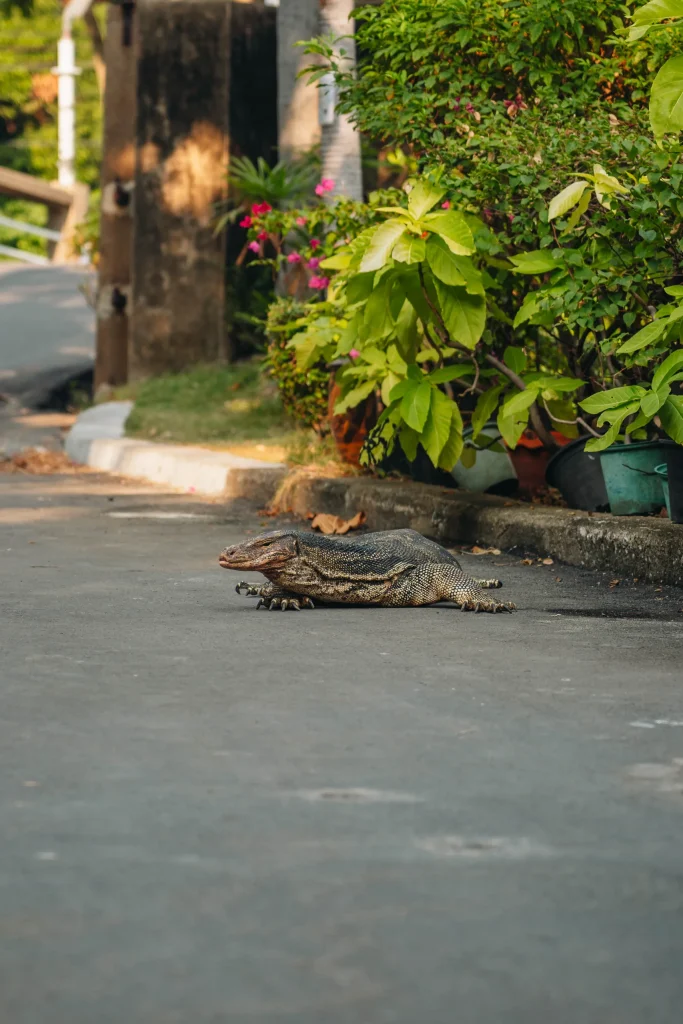 Bangkok 118