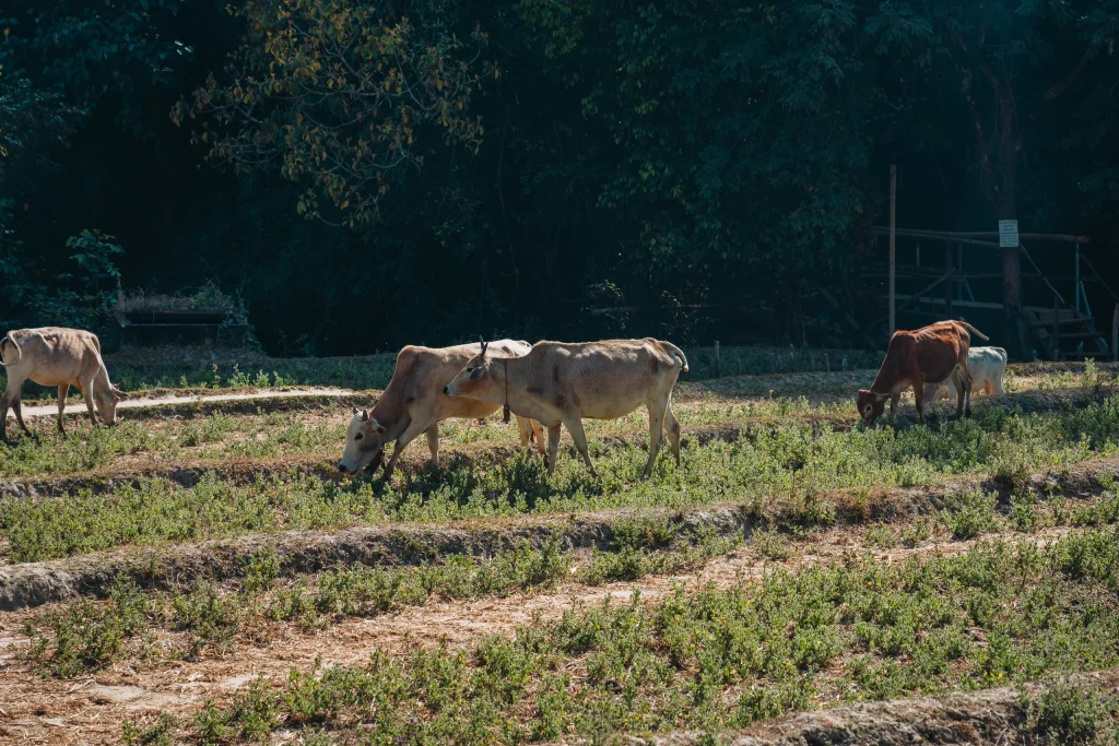 Chiang Mai 21