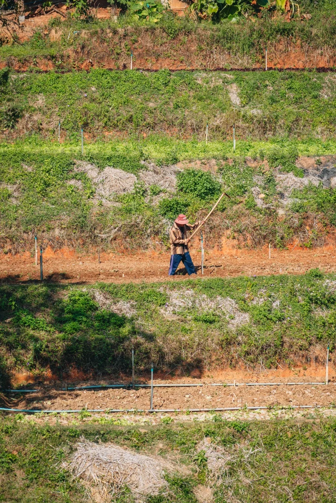 Chiang Mai 22