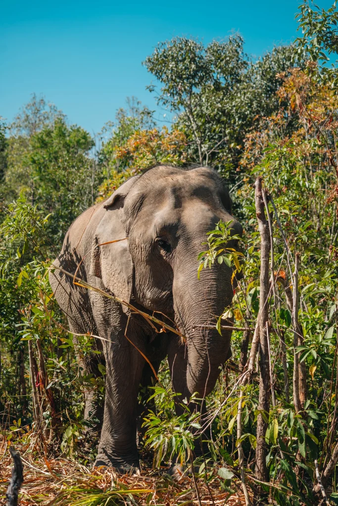 Chiang Mai 23
