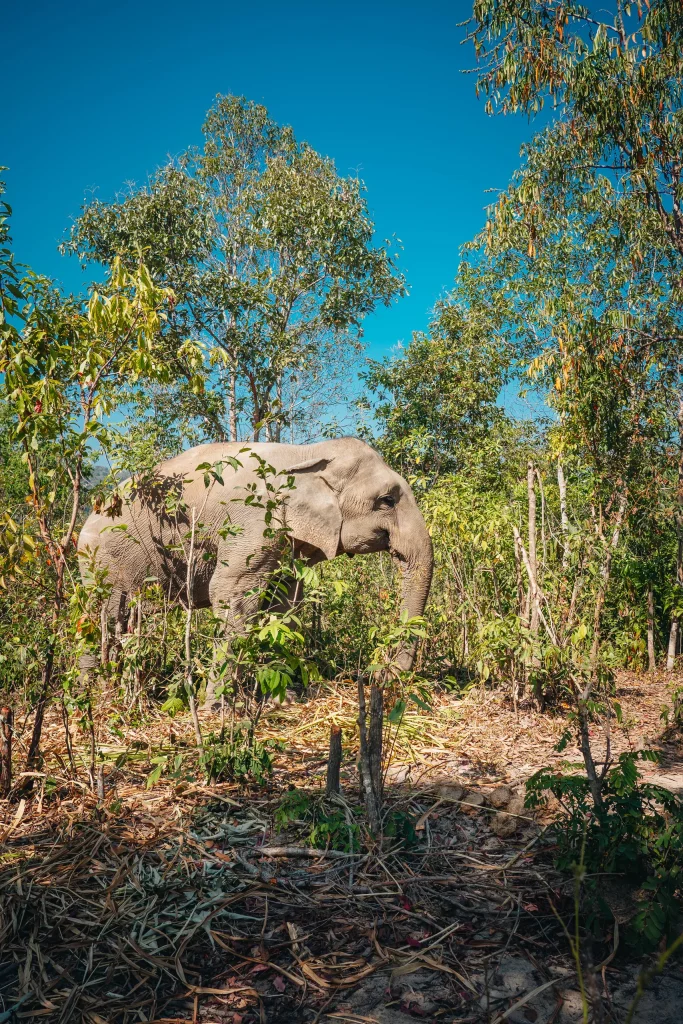 Chiang Mai 24