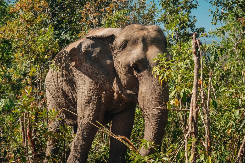Chiang Mai 25