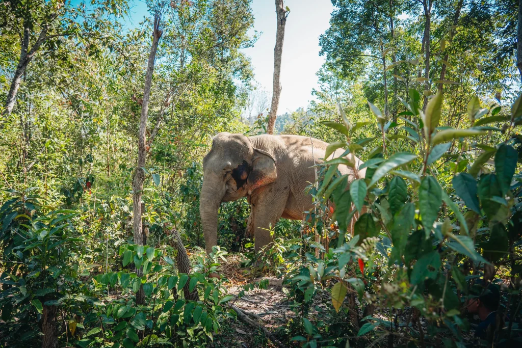 Chiang Mai 26