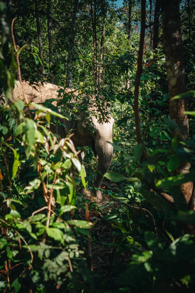 Chiang Mai 28