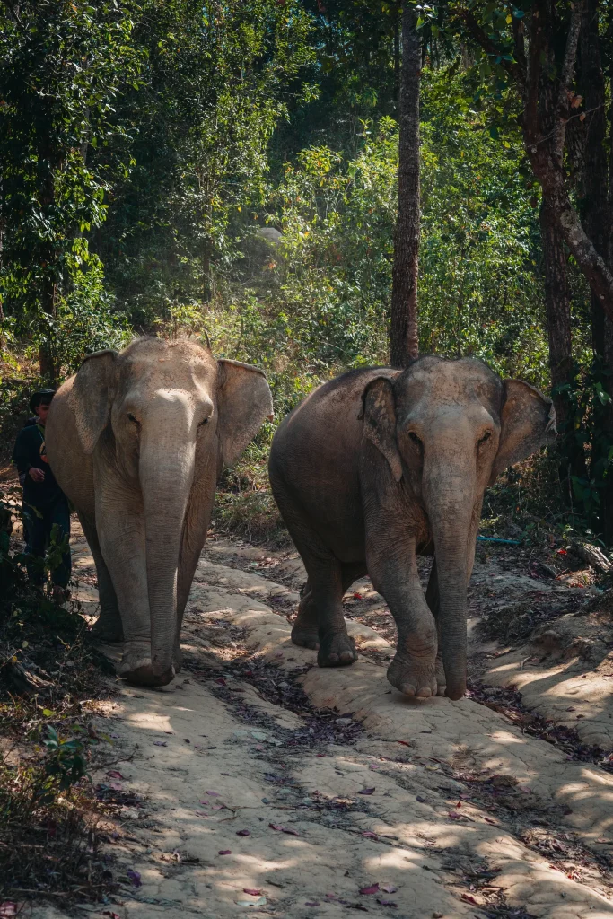 Chiang Mai 30