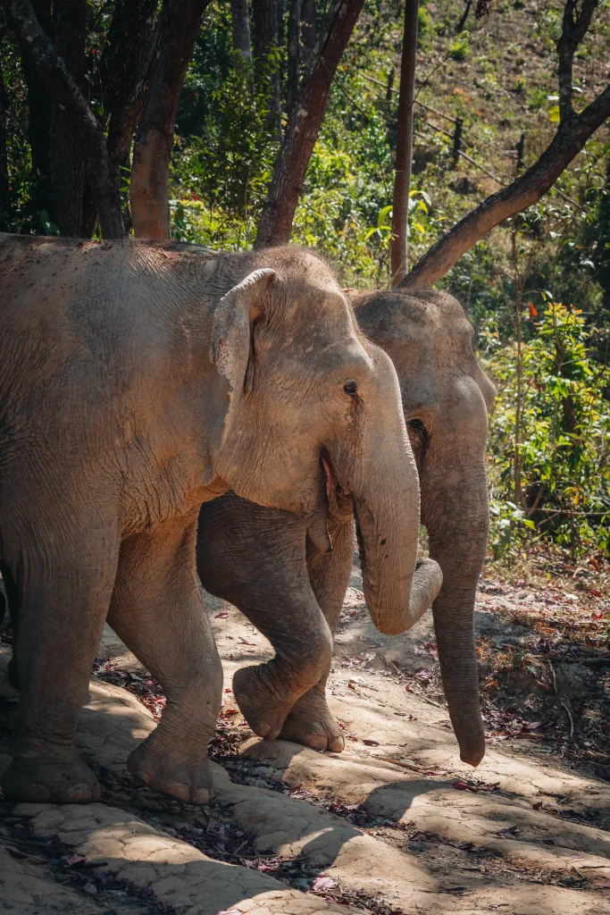 Chiang Mai 31