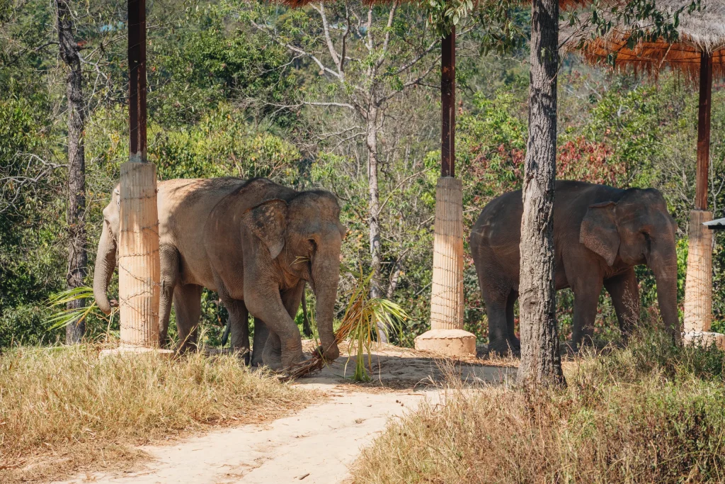 Chiang Mai 32
