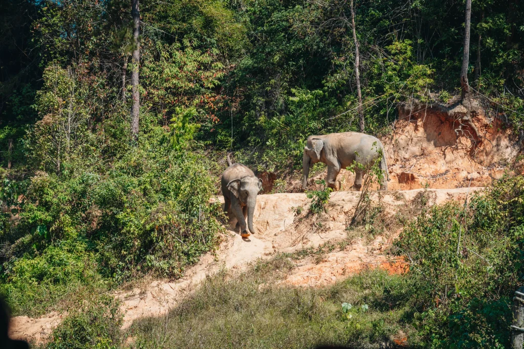 Chiang Mai 33