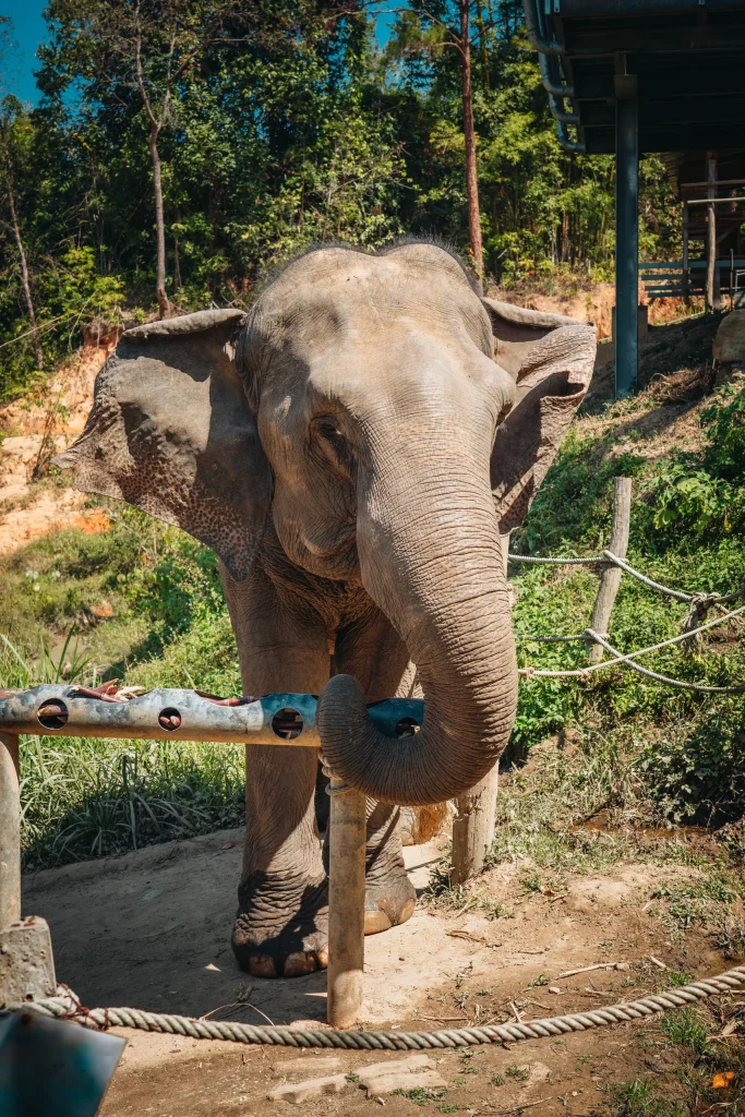 Chiang Mai 35