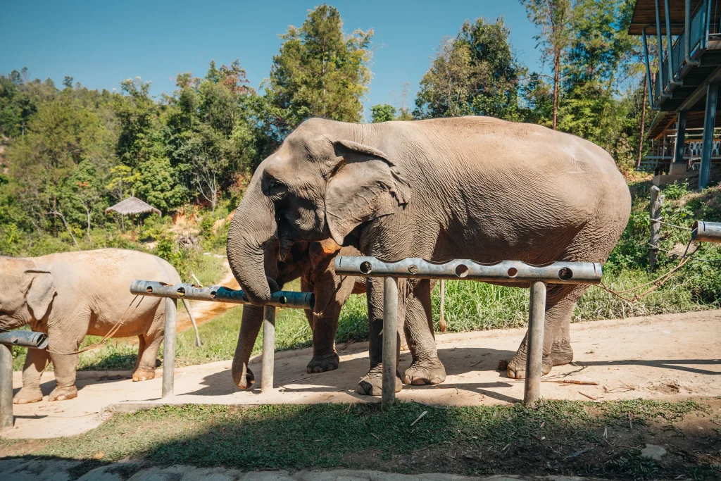 Chiang Mai 36