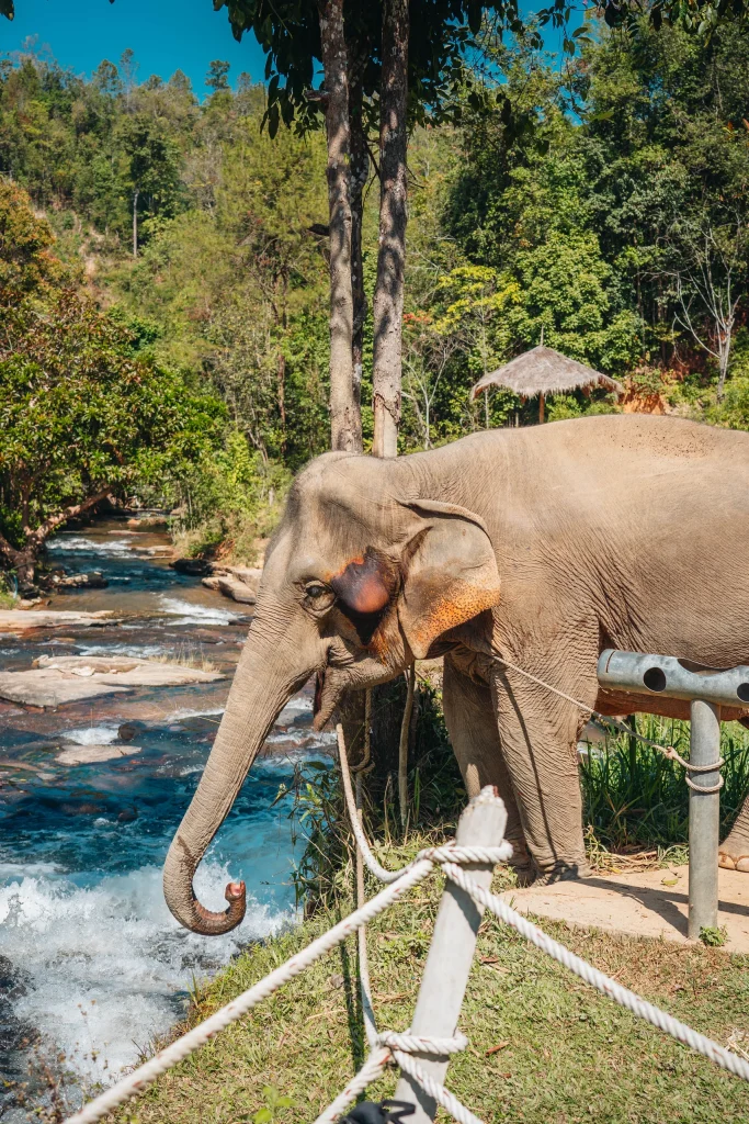 Chiang Mai 37