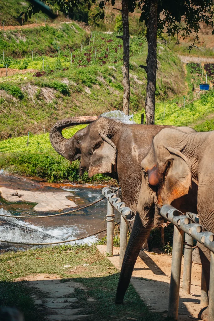 Chiang Mai 38
