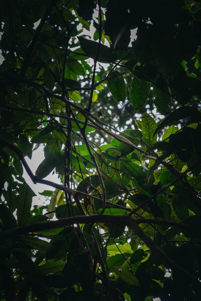 Chiang Mai 57