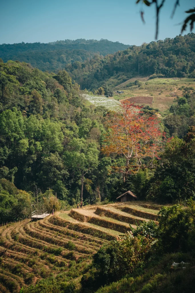 Chiang Mai 61