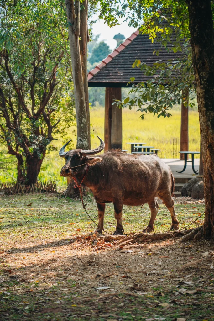 Chiang Mai 134