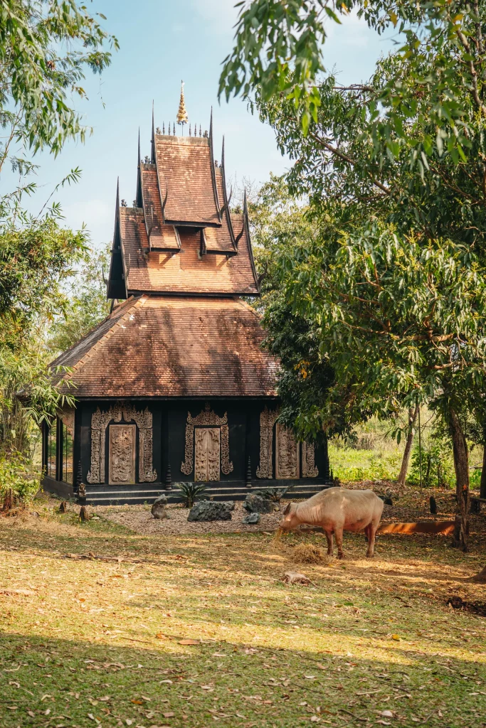 Chiang Mai 135