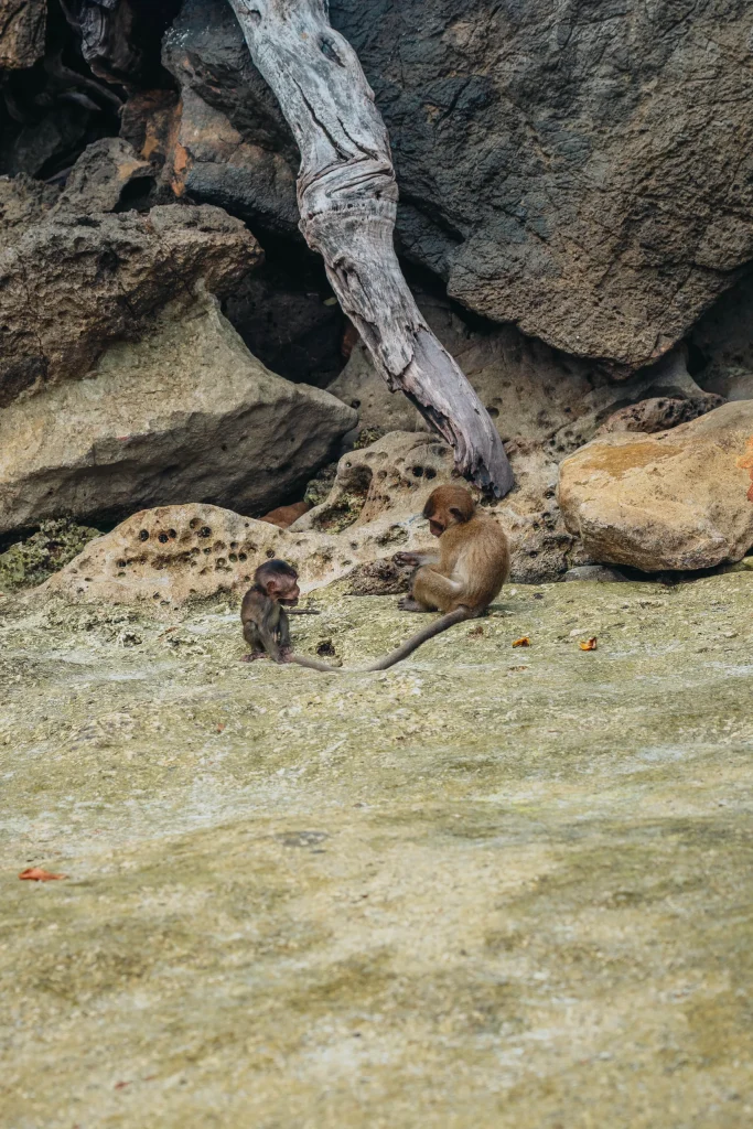 Koh Phi Phi 48