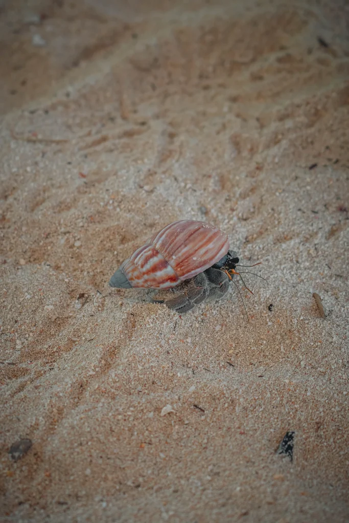 Koh Phi Phi 55