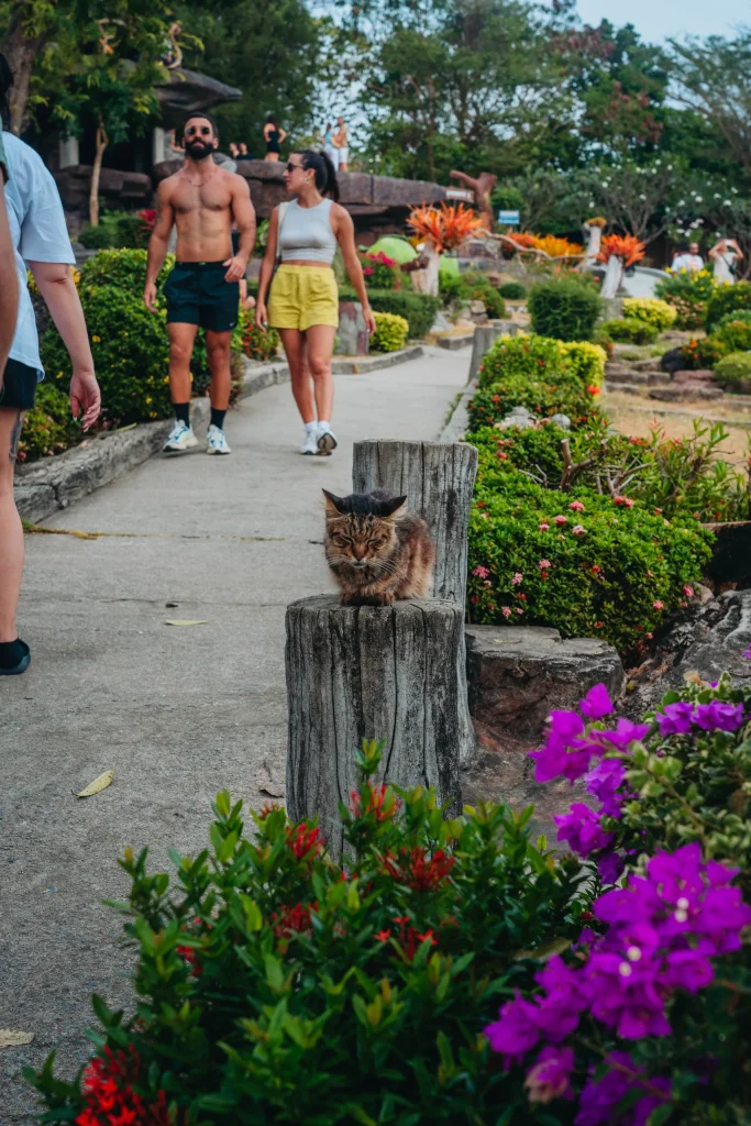 Koh Phi Phi 65