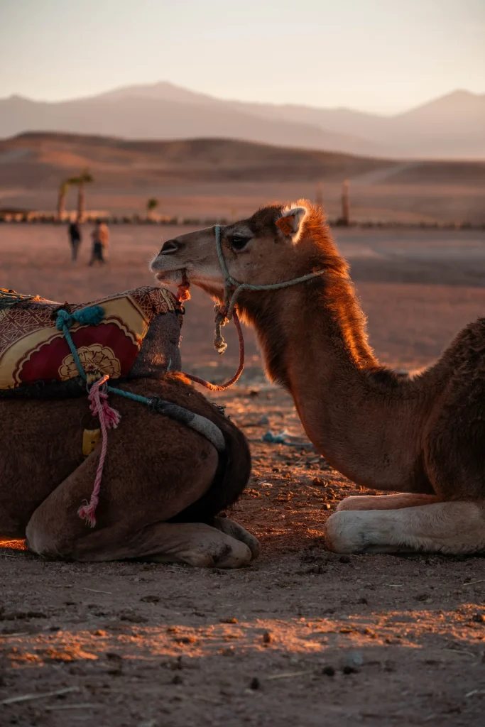 Maroc 22
