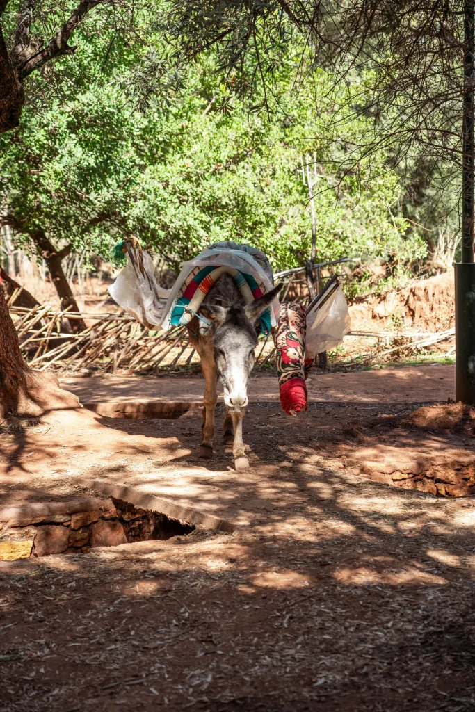 Maroc 36