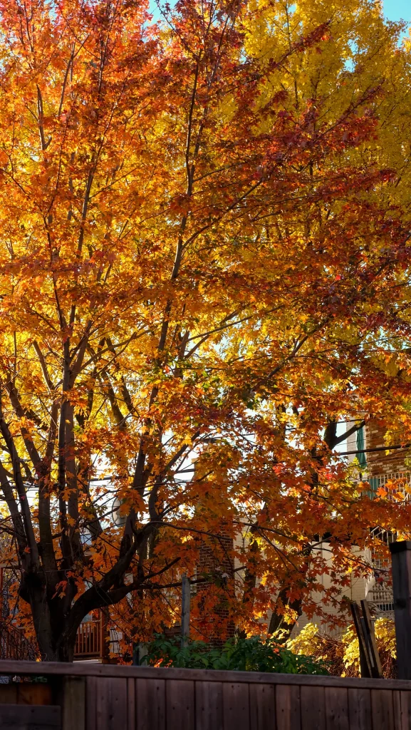 Montréal 53