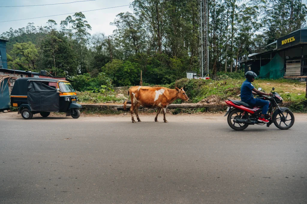 Munnar 02