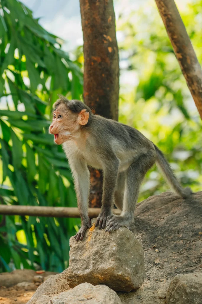 Munnar 06