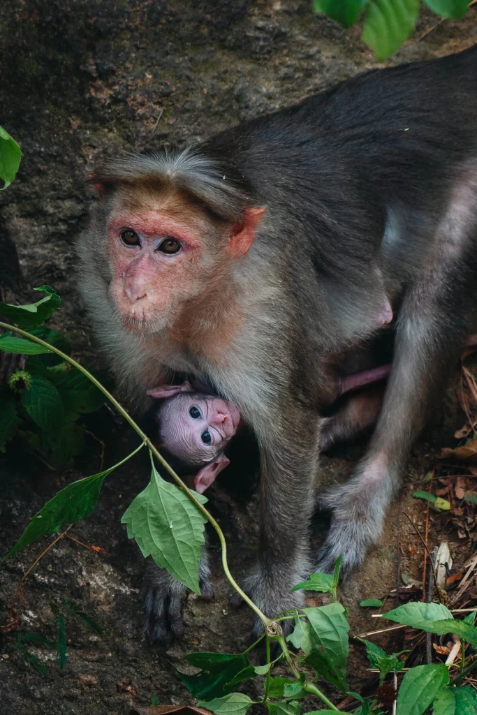 Munnar 07