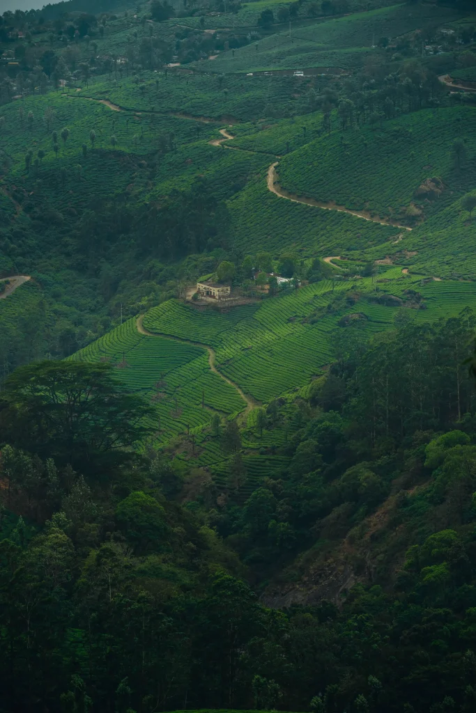 Munnar 17