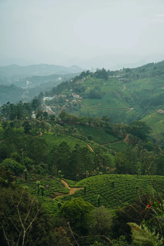 Munnar 18