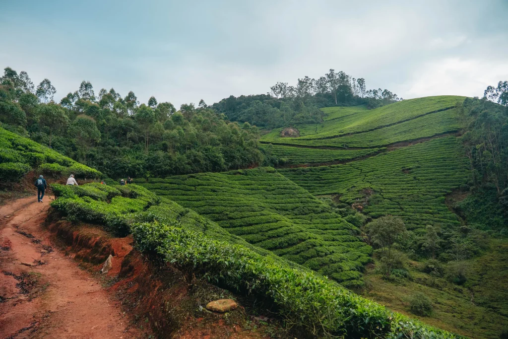 Munnar 20