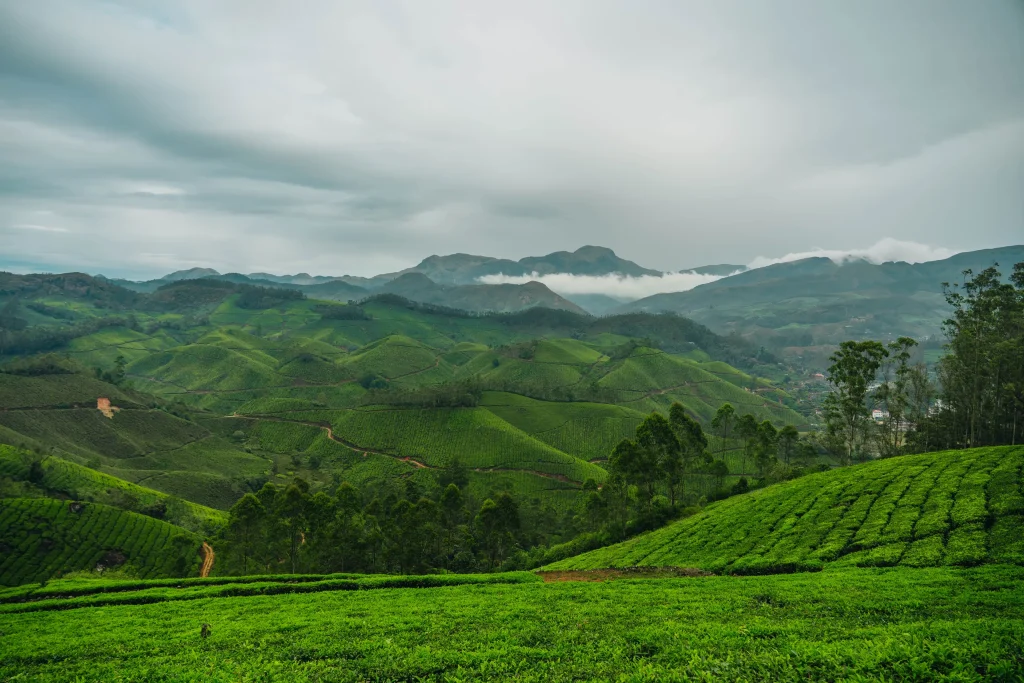 Munnar 21