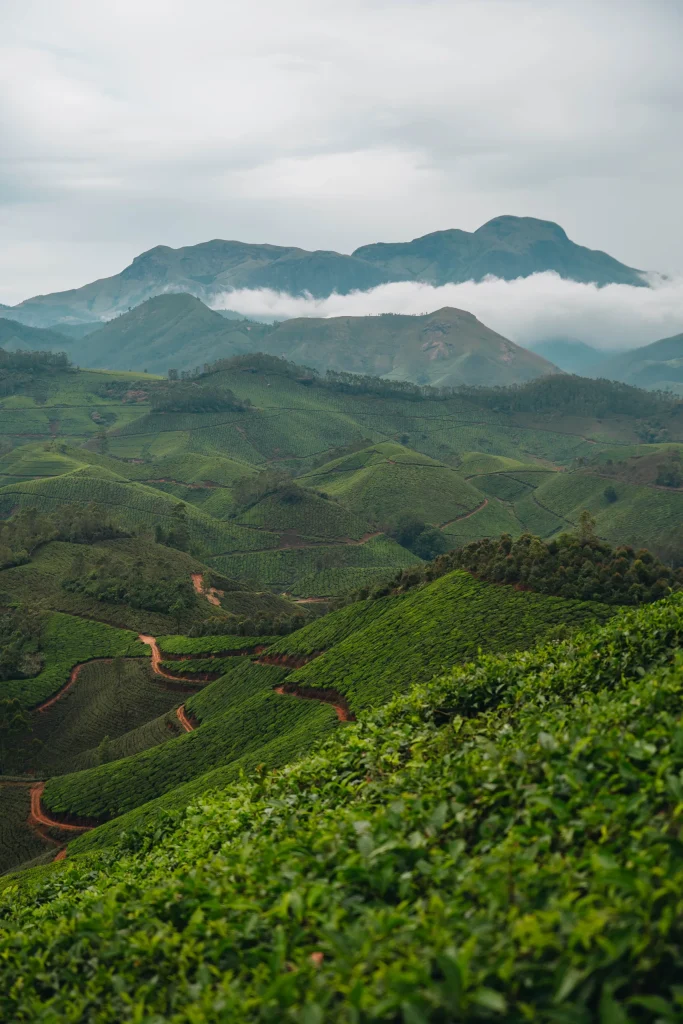 Munnar 23