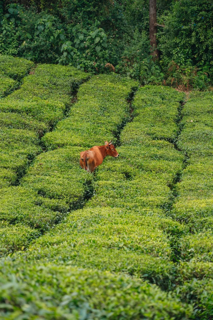 Munnar 30