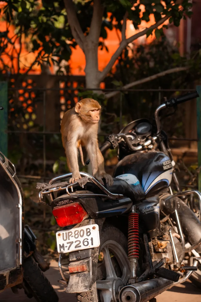 New Delhi 52
