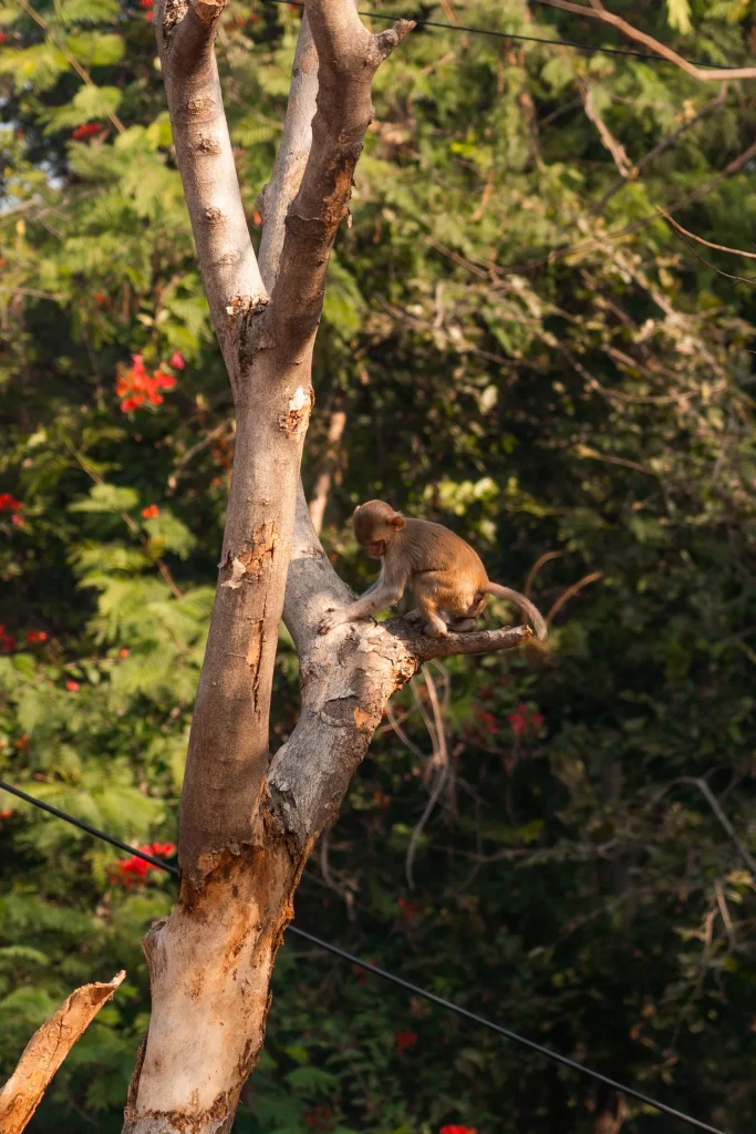 New Delhi 53