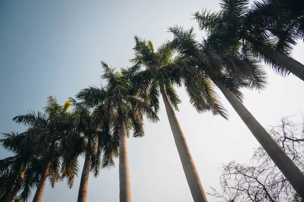 New Delhi 96