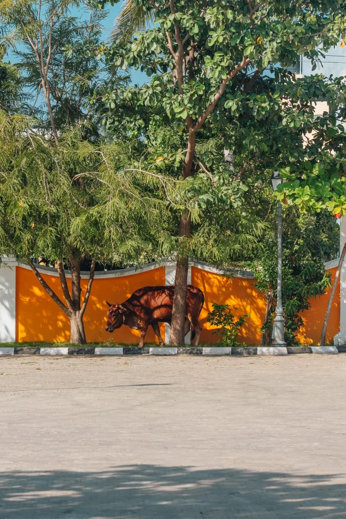 Pondichéry 24