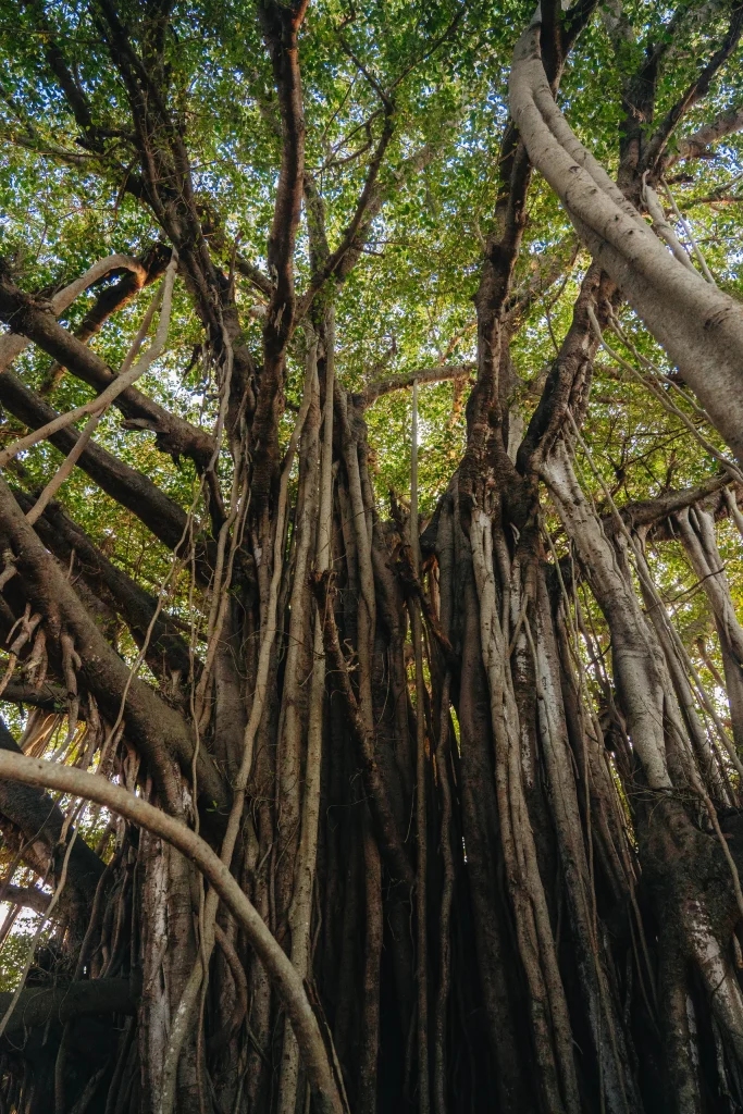 Pondichéry 54