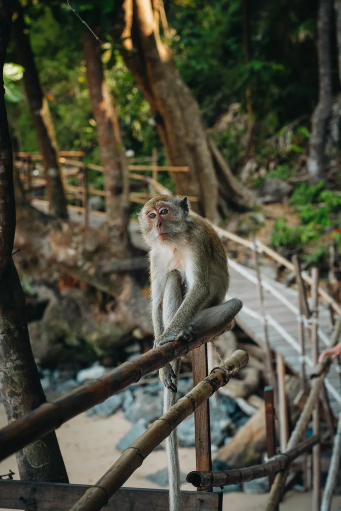 Thaïlande du Sud 101
