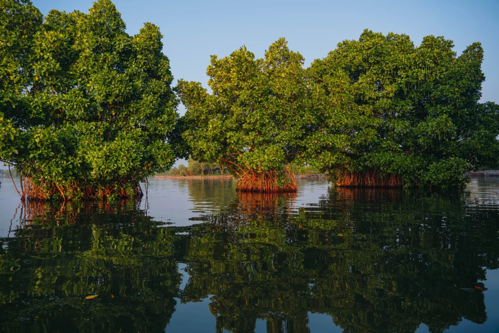 Munroe Island – 102