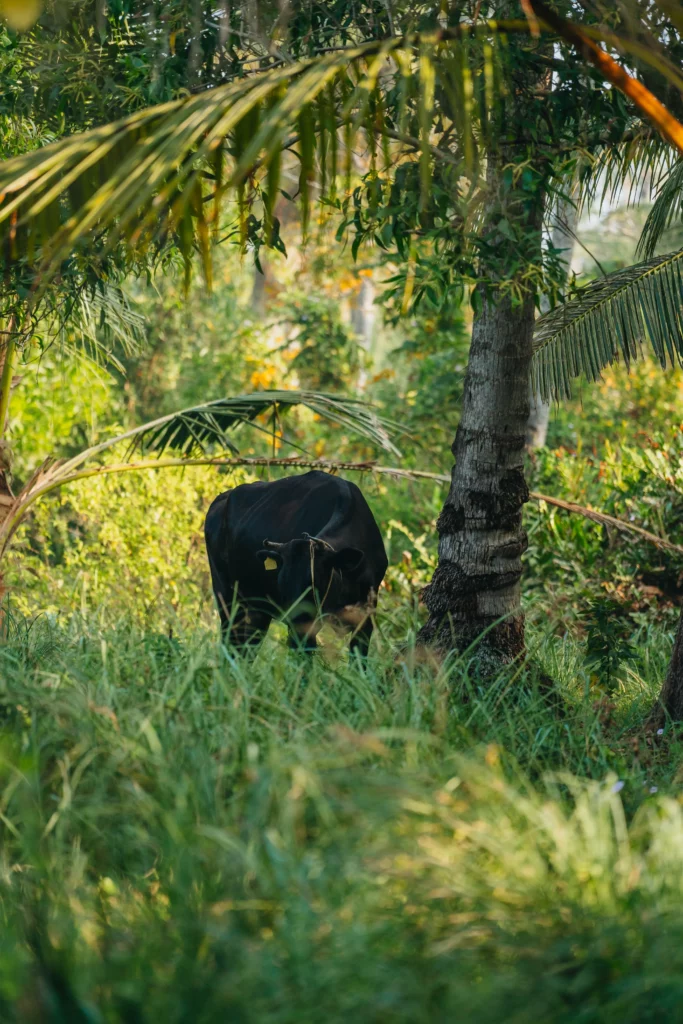 Munroe Island – 111