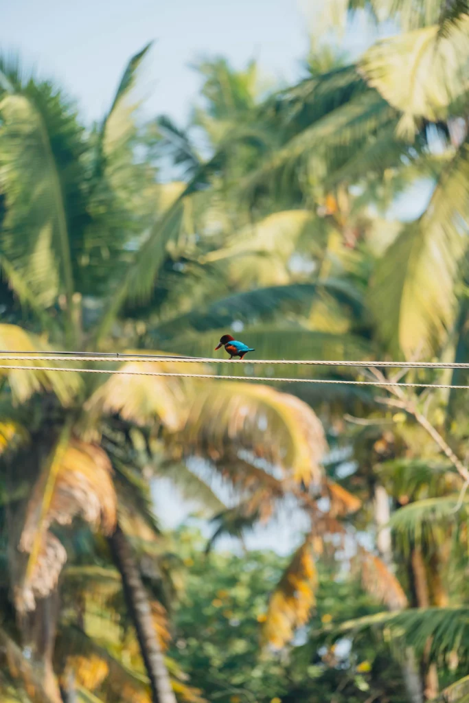 Munroe Island – 115