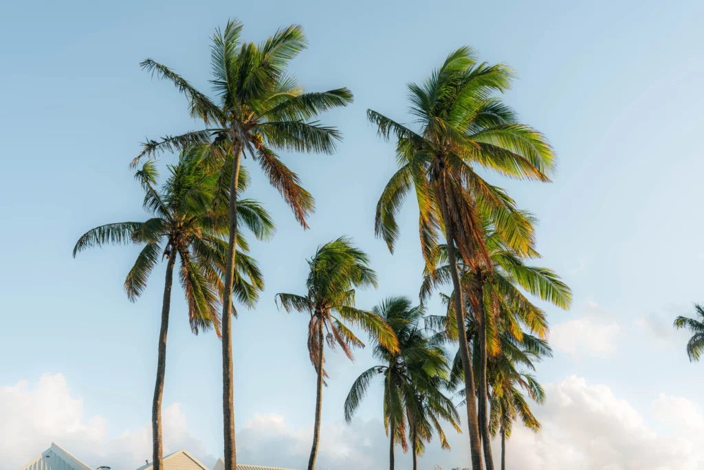 Réunion – 29