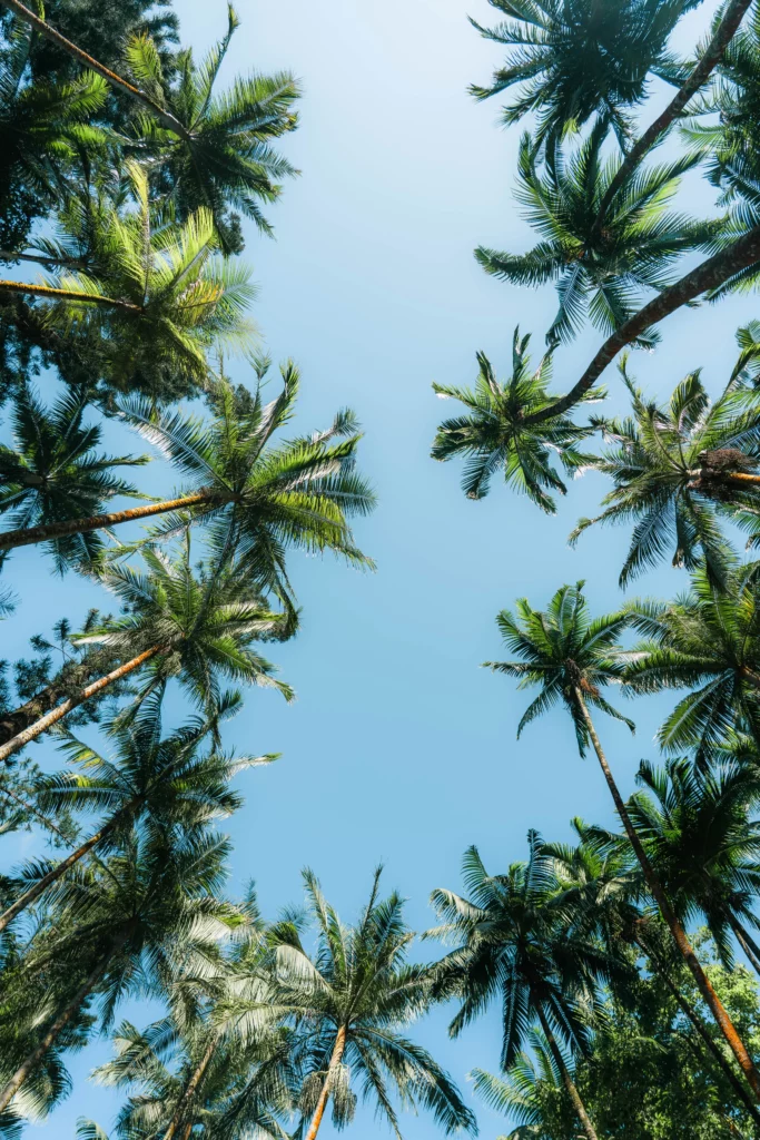 Réunion – 45