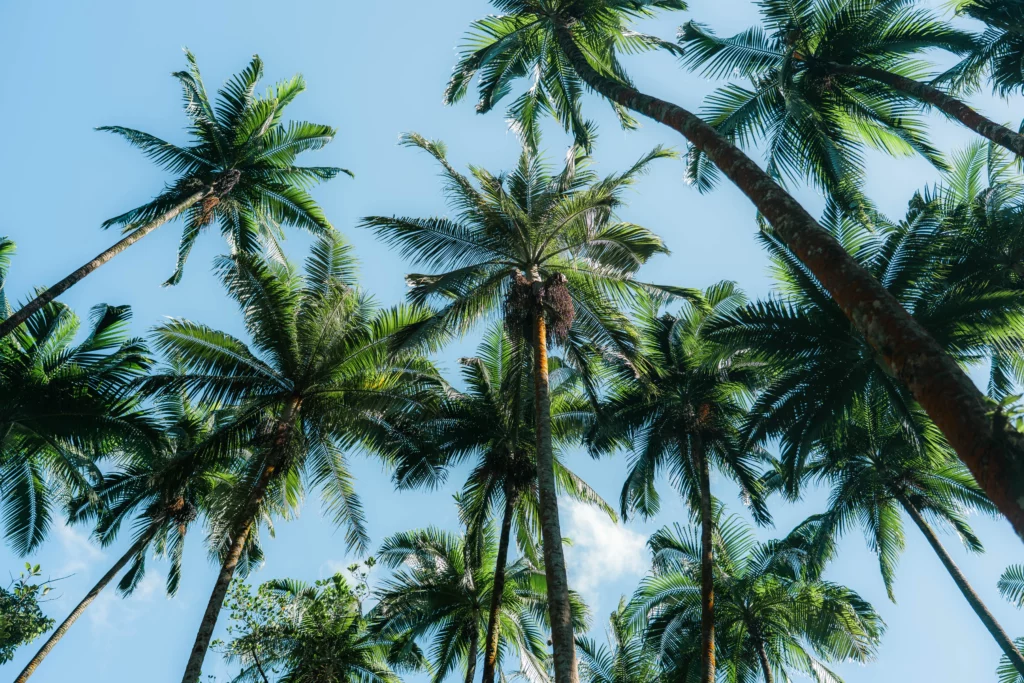 Réunion – 46
