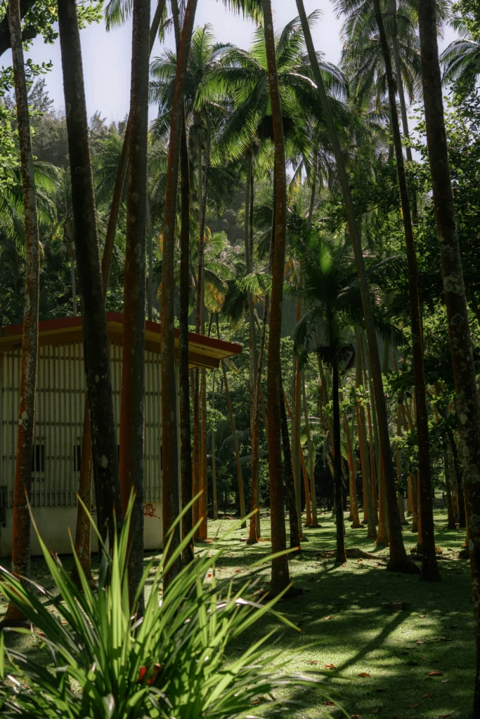 Réunion – 50