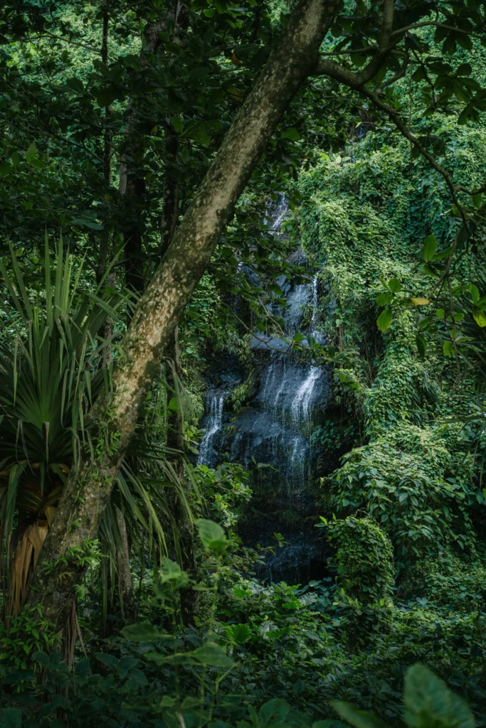 Réunion – 51
