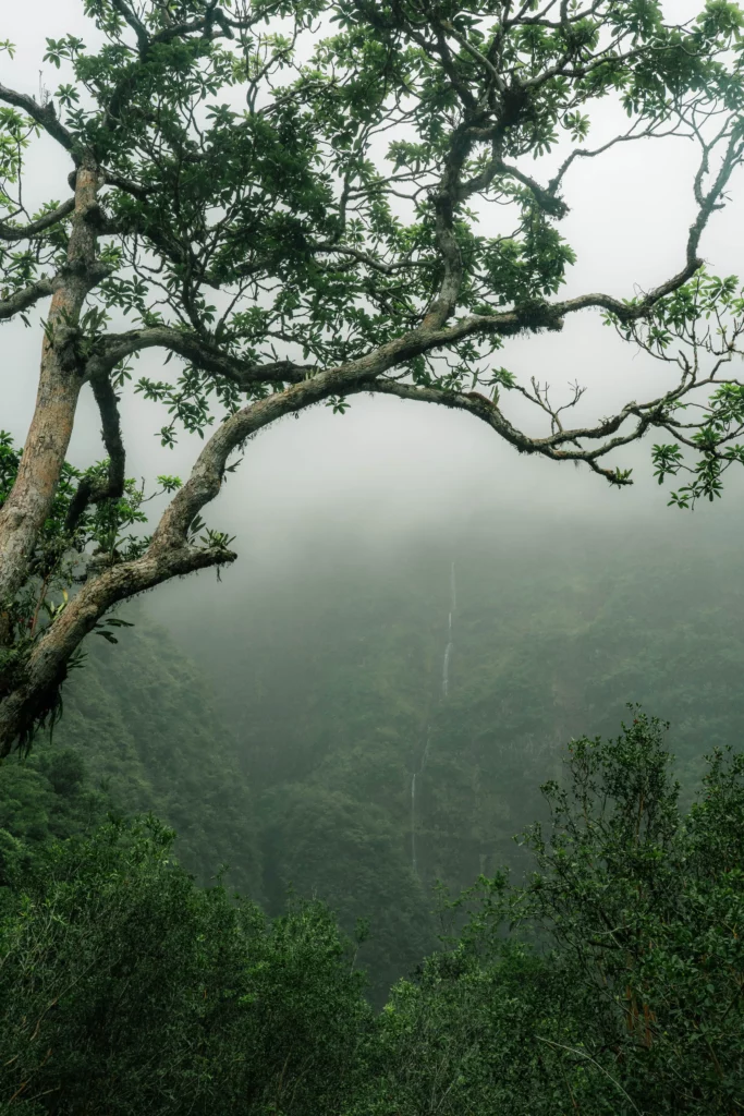 Réunion – 95